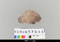 藏品(中國湖北皮影戲盔帽)的圖片